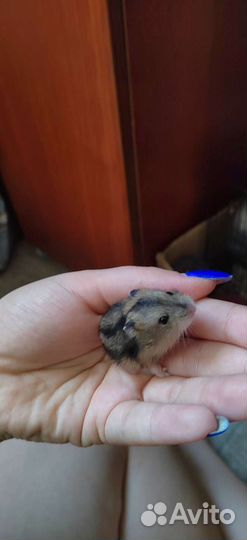 Продам джунгариков