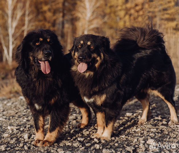 Щенки Банхара, монгольские документы, для охраны