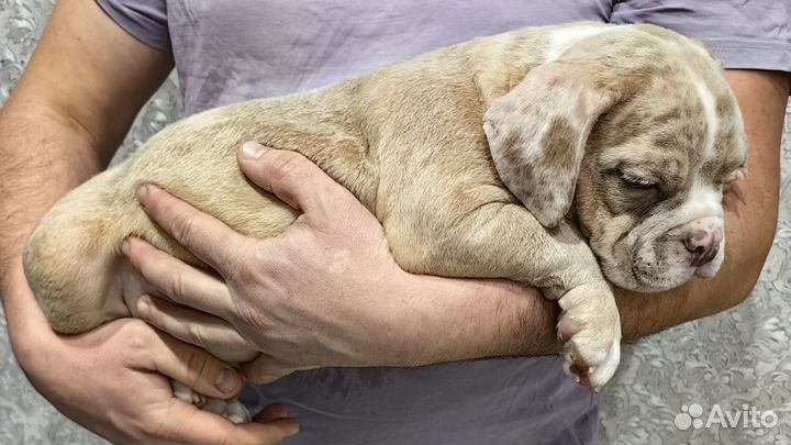 Американский булли в типе покет