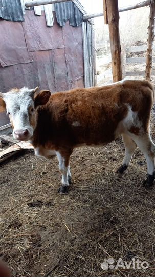 Телка 1 год