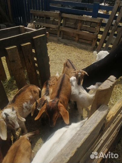 Козы дойные, козлята