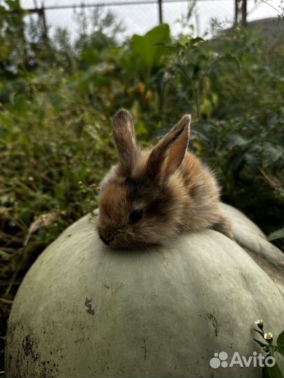 Декоративные кролики
