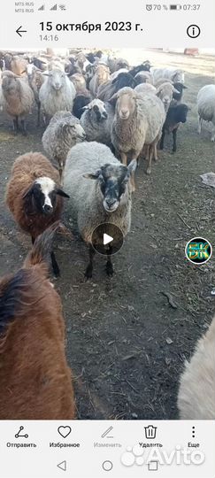 Продам овец