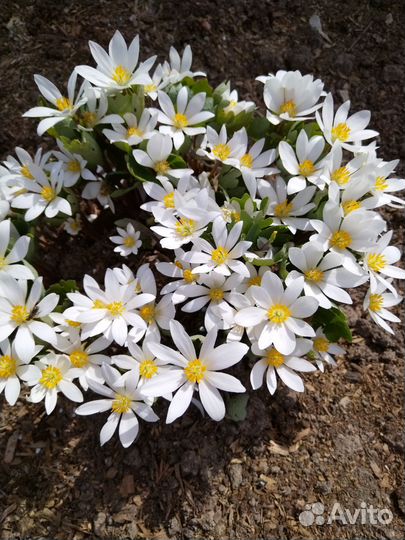 Цветы для сада