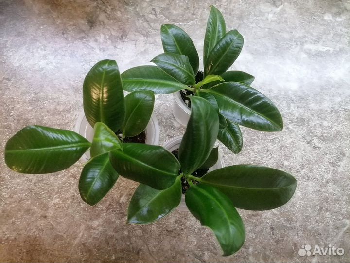 Фикус Мелани