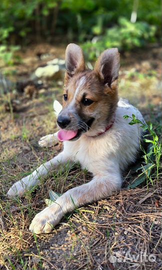 Щенок в добрые руки