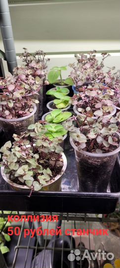 Традесканция