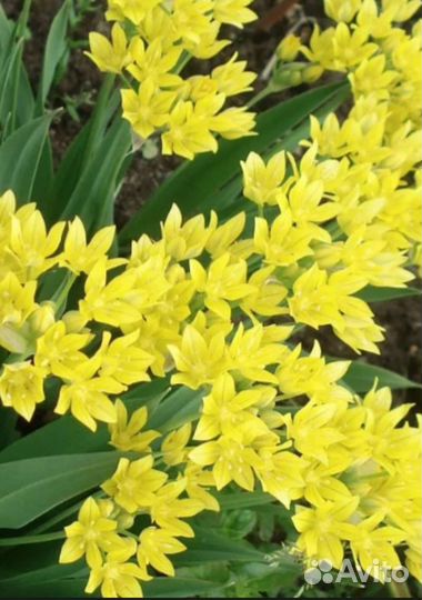 Лук Молли (золотой)