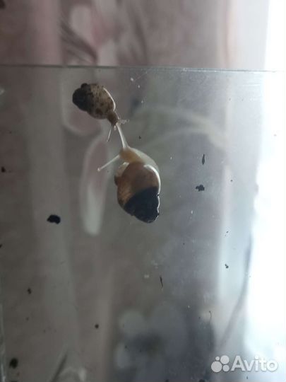 Улитки ахатины