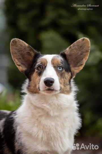 Шикарная вельш корги кардиган