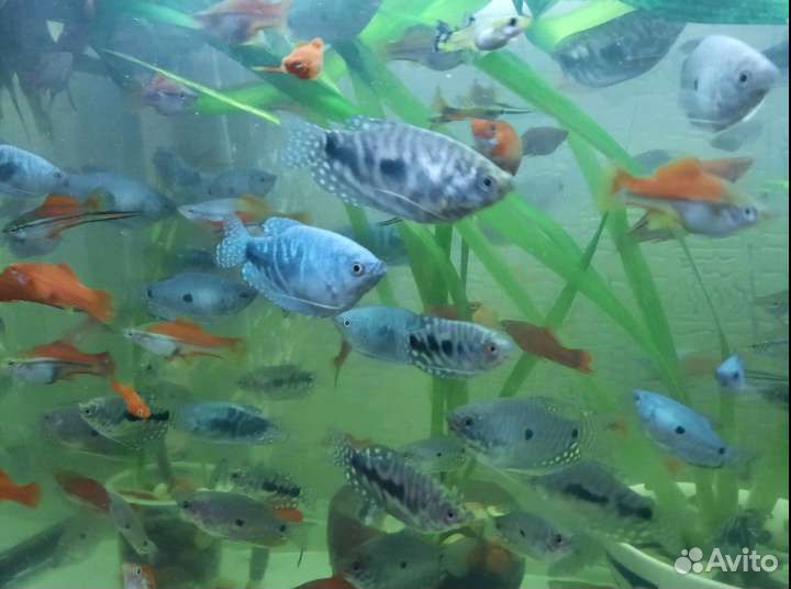 Продаются аквариумные рыбки