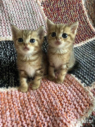 Шотландские мальчики