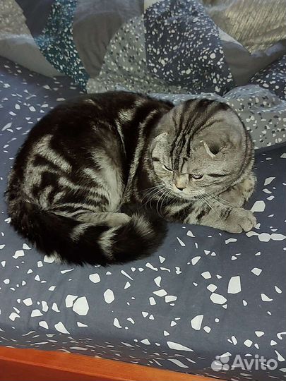Шотландский кот вязка