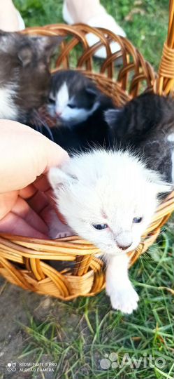 Отдам в надёжные руки хвостика-пушистика