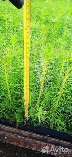 Сеянцы сосны обыкновенной зкс