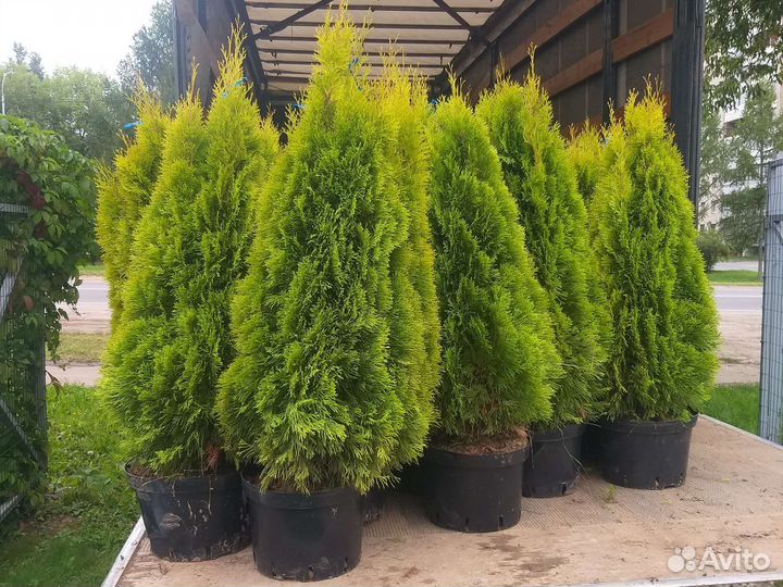 Туя Голден Смарагд