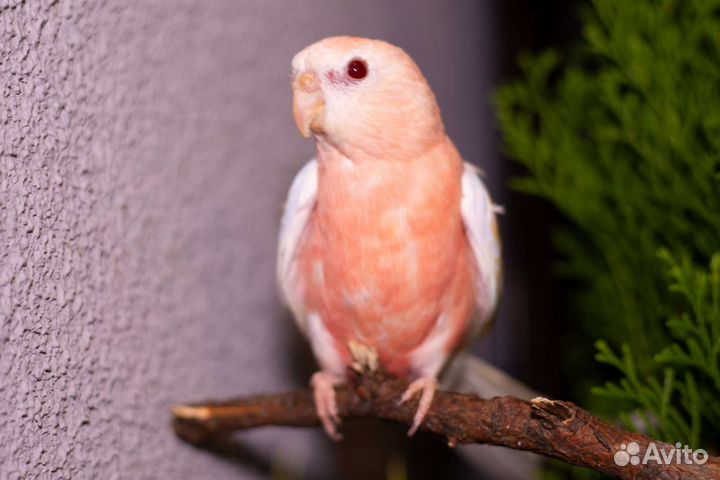 Пара травяных попугаев (боурки)