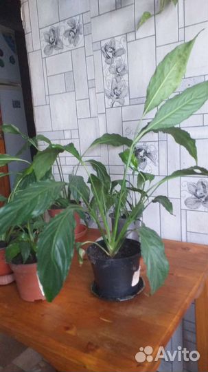 Спатифиллум