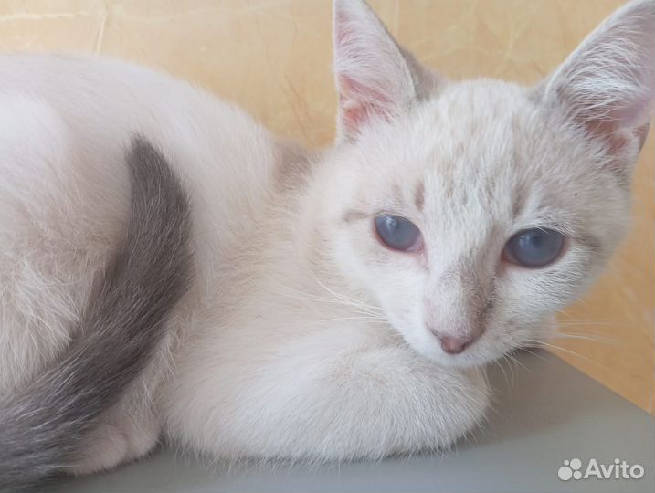 Котята ищут добрые ручки