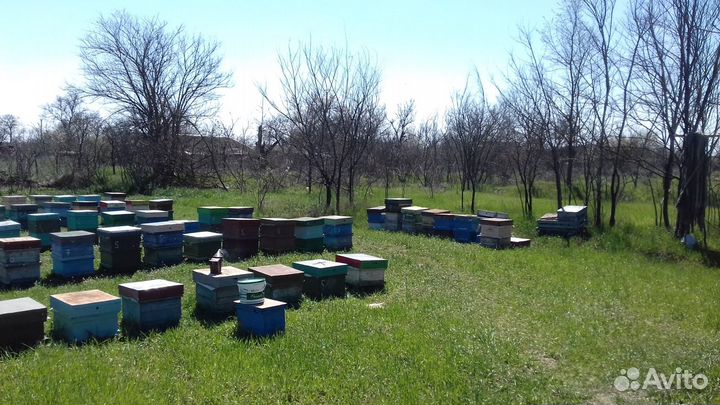 Пасека, Пчелосемьи