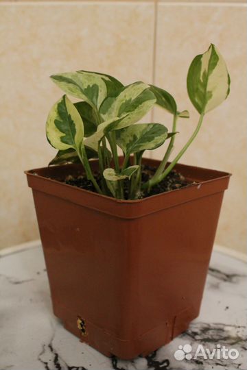 Сциндапсус