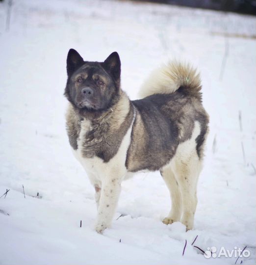 Акита