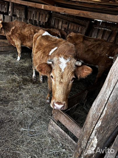 Корова дойная с теленком на подсосе