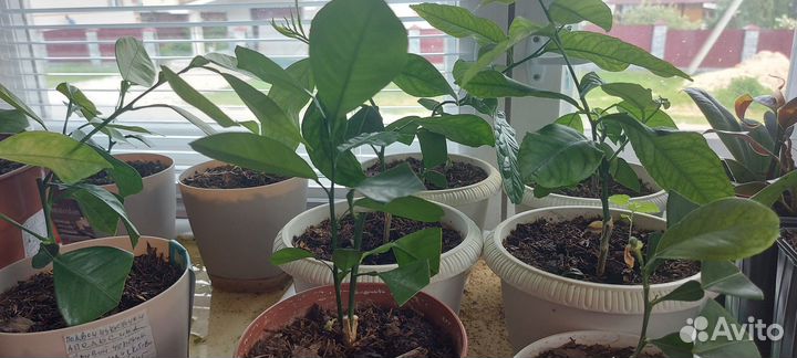 Саженцы лимона