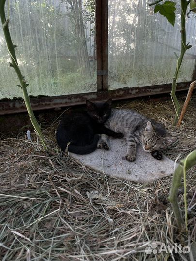 Котятки ищут дом