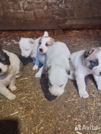 Щенки