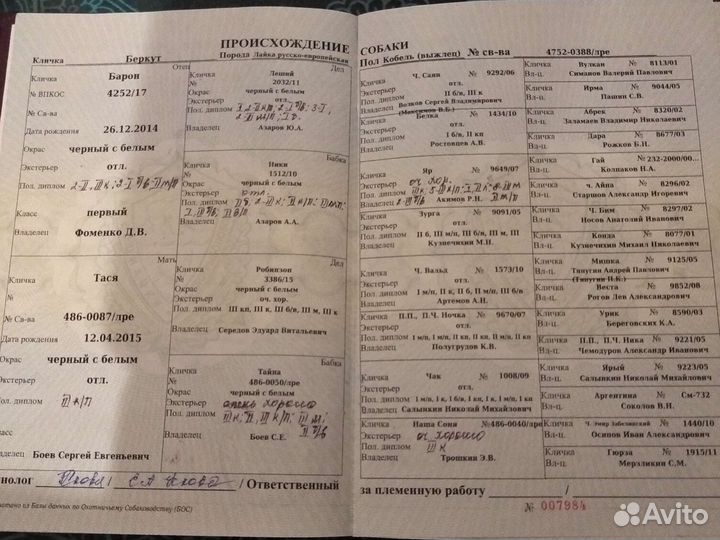 Щенята русско-европейской лайки