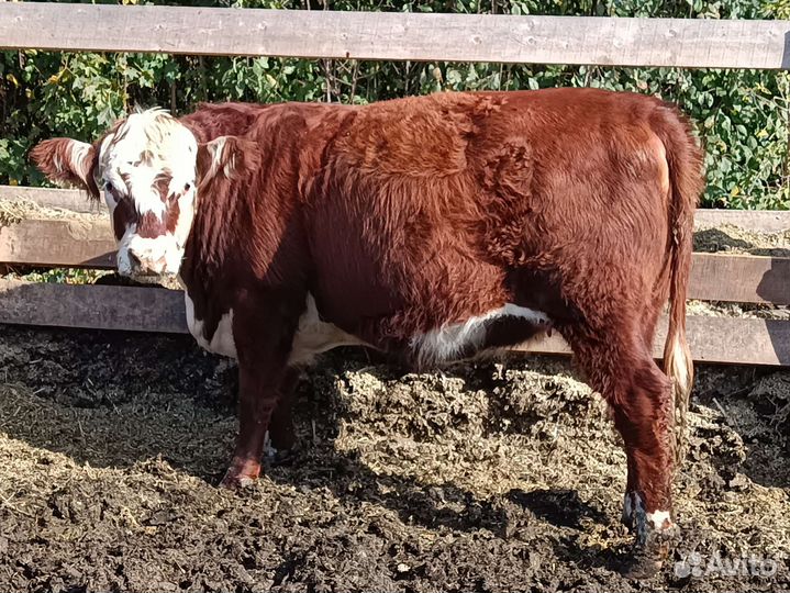 Коровы и телки стельные