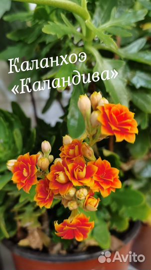 Каланхоэ Каландива 2 вида оранжевый и розовый