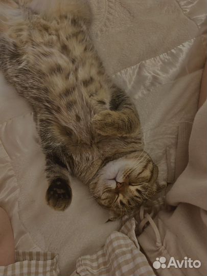 Шотландский кот
