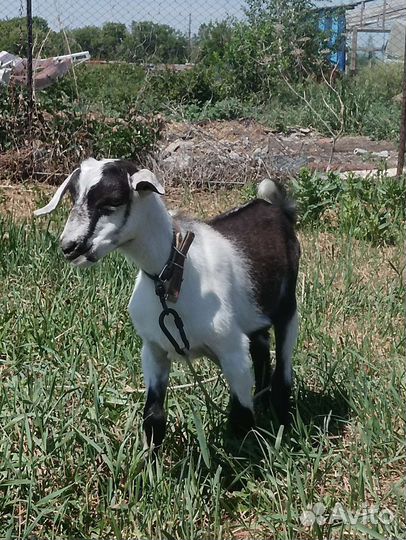 Дойная коза, козлята