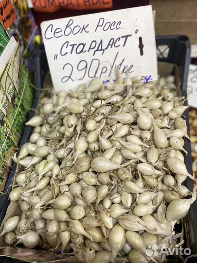 Лук севок
