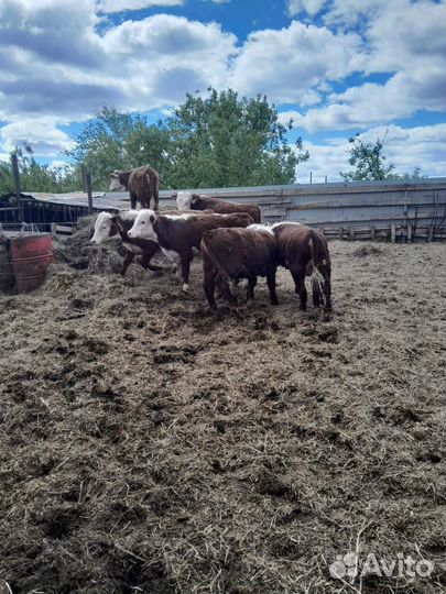 Бычки (казахские белоголовые )