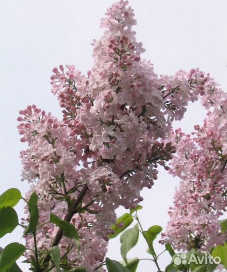 Сирень сортовая