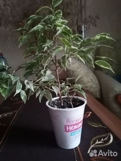 Фикус бенджамина