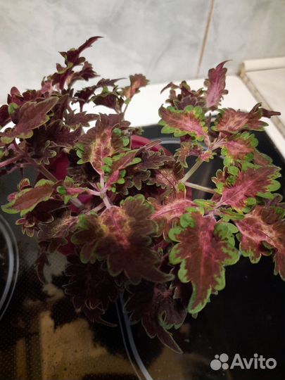 Колеус черенки