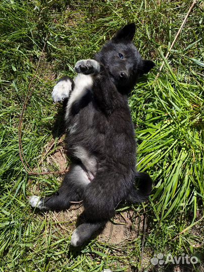 Щенок в добрые руки