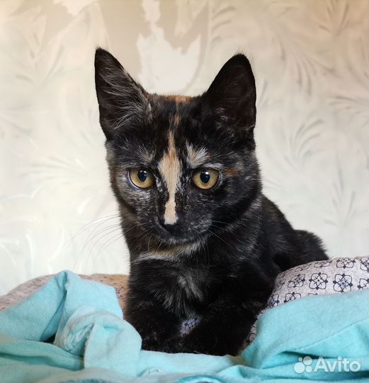 Котенок девочка 5 мес