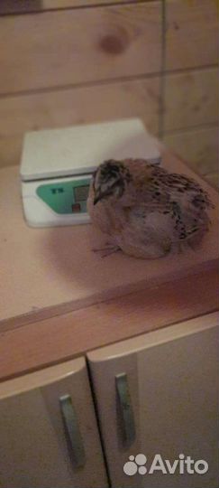 Яйцо инкубационное и перепела