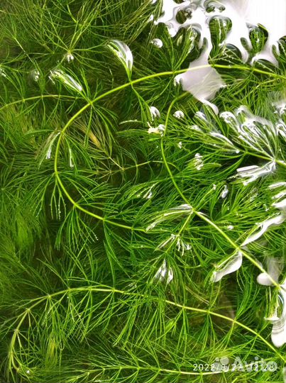 Роголистник