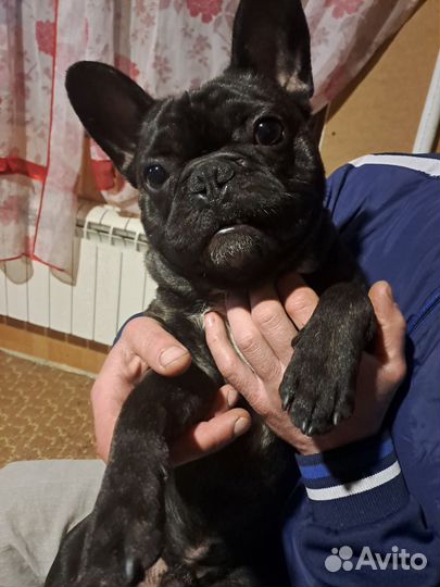 Французский бульдог кабель вязка