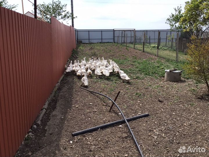 Мускусные утки, тяжелой линии, утята