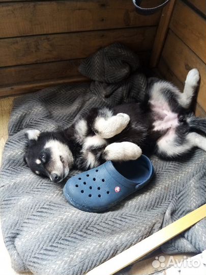 Щенки
