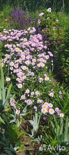 Шалфей дубравный, ромашка розовая, гвоздика