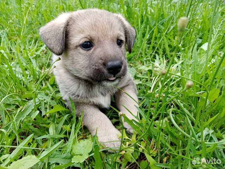 Отдам щенка в добрые руки