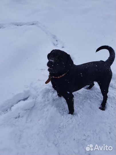 Вязка. Лабрадор